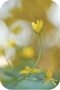 黄色の花の写真